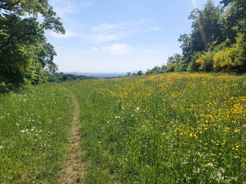 Weg durch blühende Blumen